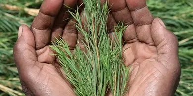 Benefits of tea tree for skin