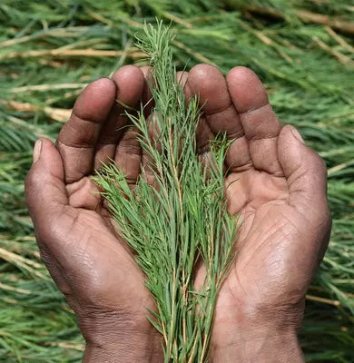 Benefits of tea tree for skin