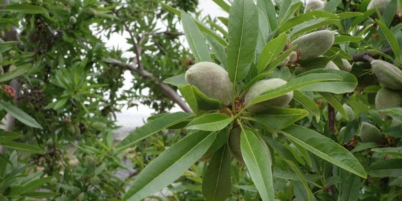 Your quick-start guide to our ingredients