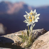 Edelweiss Day & Night Duo