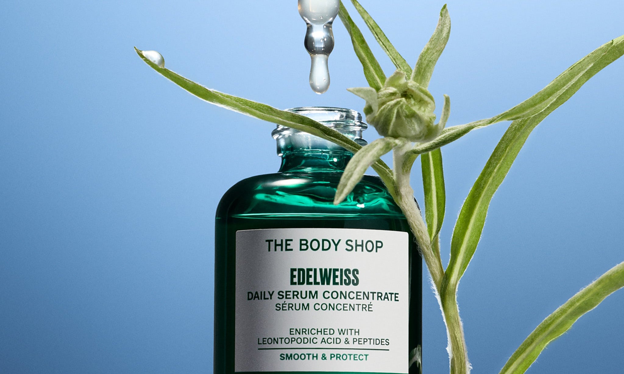 The Body Shop Edelweiss Daily Serum Concentrate with a dropper and plant on a blue background