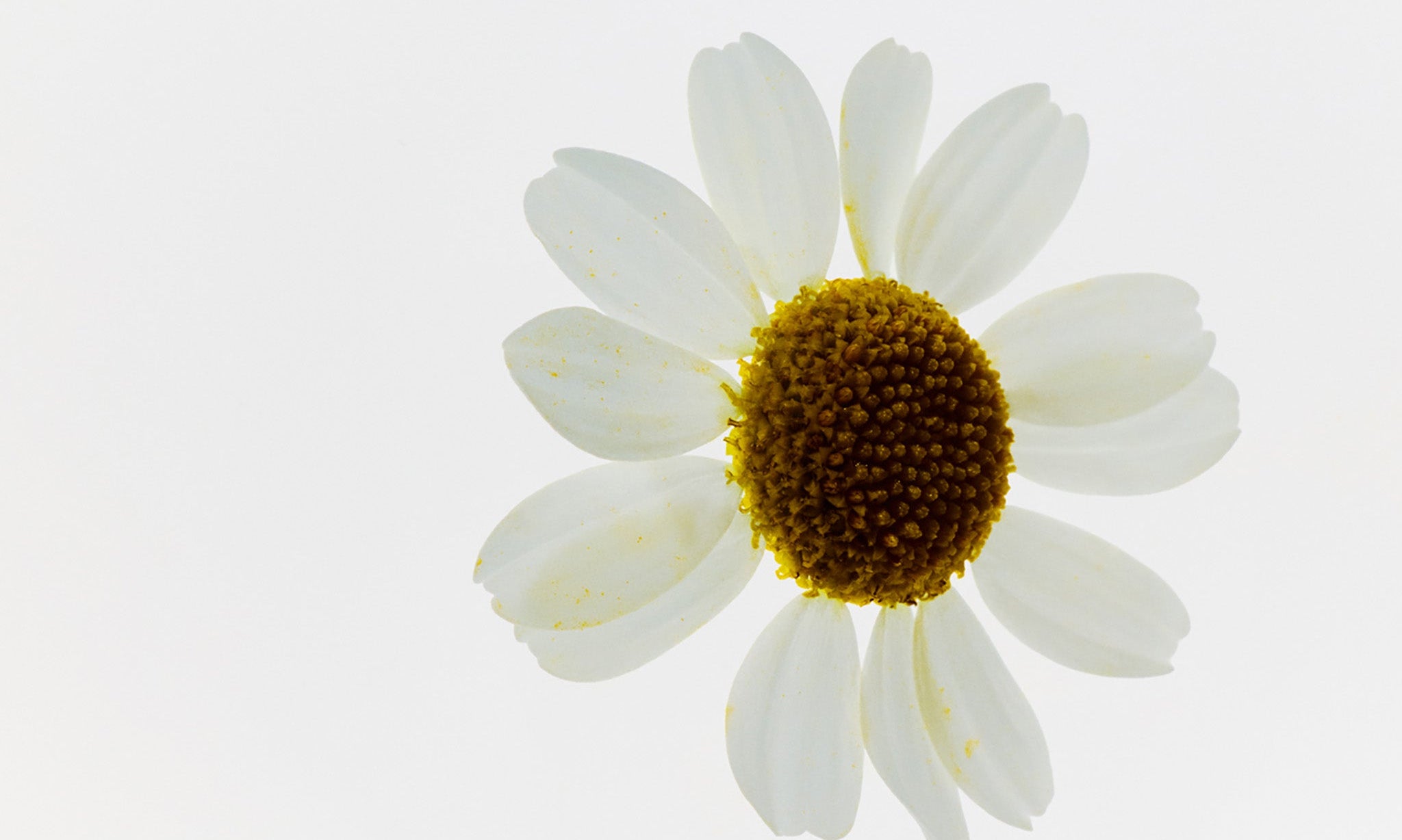 White camomile flower with a yellow center on a white background