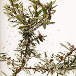 Close up of Tea Tree in water with bubbles