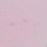 Frosted Cranberry & Mint Leaves Shower Gel 250ml texture – The Body Shop