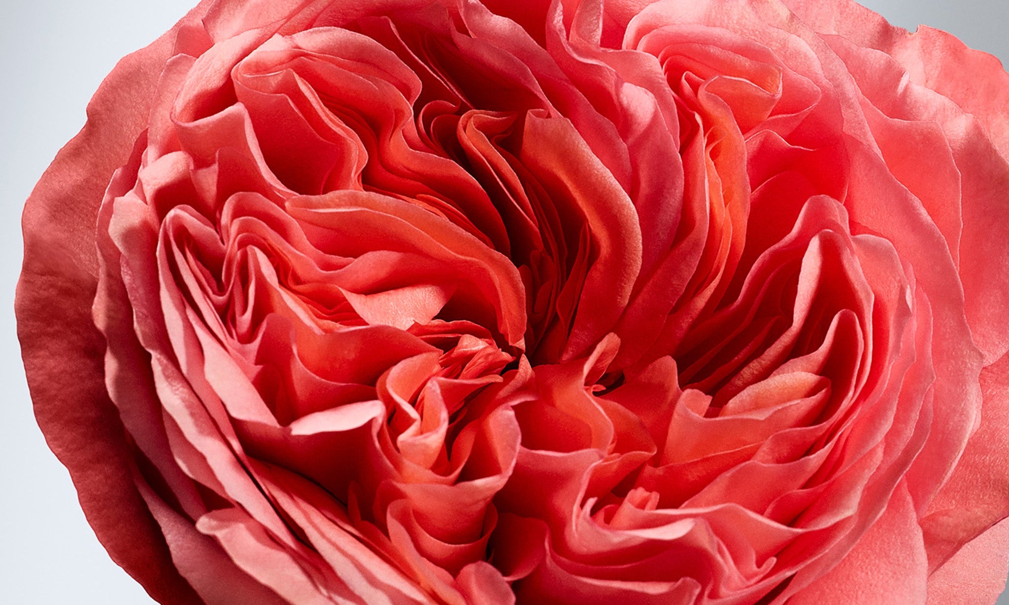 Close up image of a pink flowering rose
