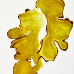 Close-up of sliced ginger root on a white background